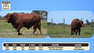 Lote LOTE 51