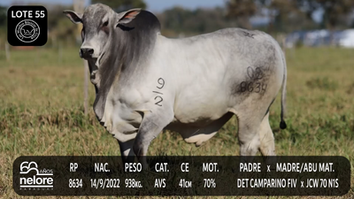 Lote LOTE 55