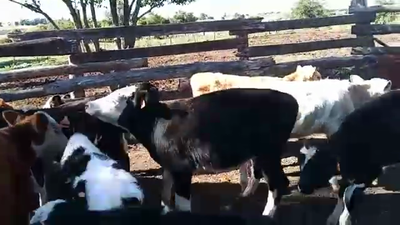 Lote 12 Terneros HOLANDO Y CRUZAS 120kg - , San José