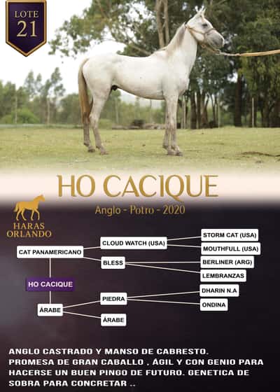 Lote HO CACIQUE