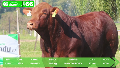 Lote LOTE 66
