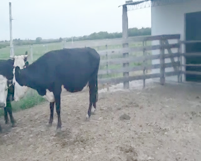 Lote 4 Vacas de Invernada CRUZAS ANGUS 400kg - , San José