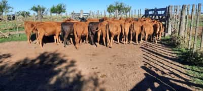 Lote 40 Terneras en Gral. Lamadrid, Buenos Aires