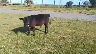 Lote Terneros AA en Mundo Azul