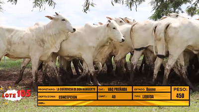 Lote LOTE 105