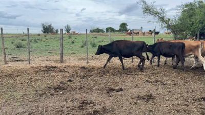 Lote TERNERAS