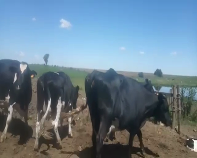 Lote 6 Vacas de Invernada HOLANDO 620kg -  en Asociación Rural de San José