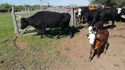 Lote 30 Vacas medio uso C/ gtia de preñez en Entre Ríos, Villaguay