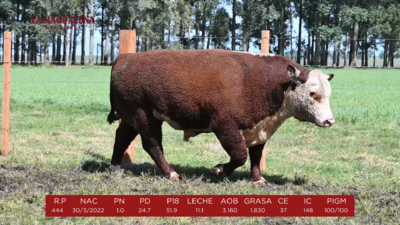 Lote 3 - POLLED HEREFORD PI