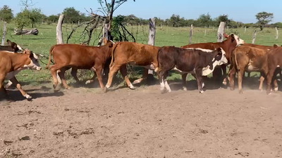 Lote 62 Terneras en Mercedes, Corrientes