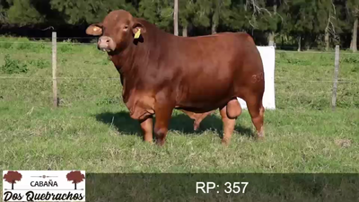 Lote TORO BRANGUS