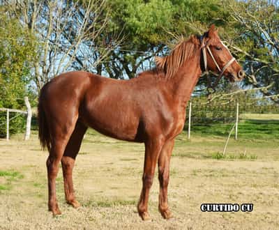 Lote CURTIDO CU