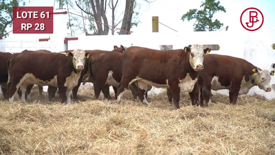 Lote VAQUILLONAS PREÑADAS HEREFORD -PARICION OTOÑO 2025-