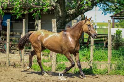 Lote Taita Bucefalo