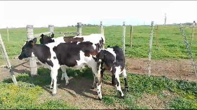 Lote 3 Terneras Hol Cr en Mundo Azul