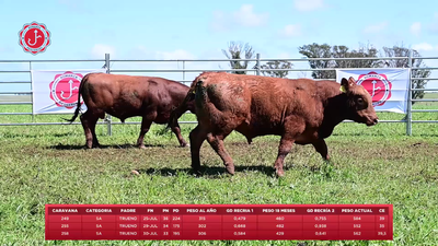 Lote 3 Toros, Tacuarembó