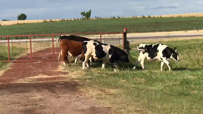 Lote NOVILLOS 1 A 2 AÑOS