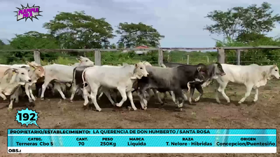 Lote LOTE 192