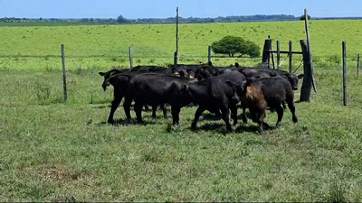 Lote TERNEROS