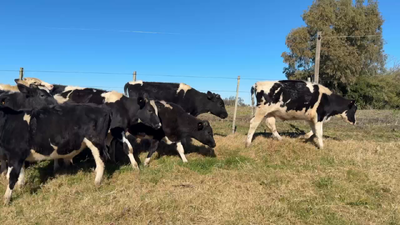 Lote TERNEROS