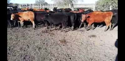Lote 50 Terneras en Villaguay, Entre Ríos