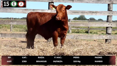 Lote LOTE 15