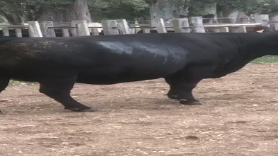 Lote VACA GORDA