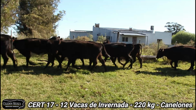 Lote 12 Vacas de Invernada en Canelones