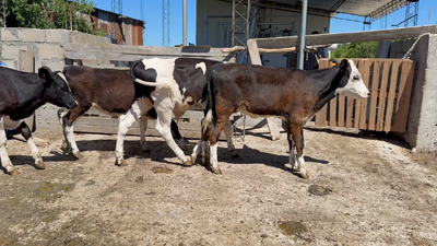 Lote TERNEROS Y TERNERAS