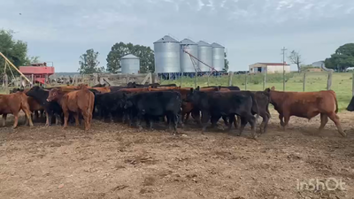 Lote 65 Terneros