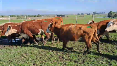 Lote 16 Piezas de cría Hereford en Ruta 3 Km 130