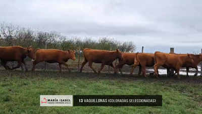 Lote Lote 22 - Vaquillonas