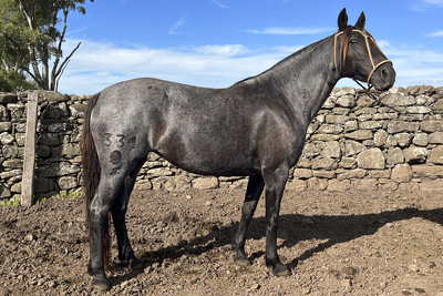 Lote CEERTEZA GAITERA