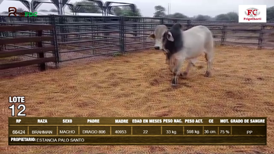 Lote Machos BRAHMAN en Pioneros del Chaco S.A.