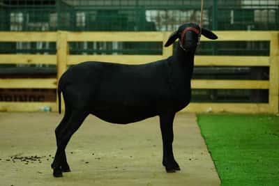 Lote Nacional Santa Inés Bozal - Lote 60