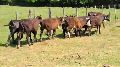 Lote 10 Terneras Angus y Cruzas en Colonia America