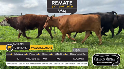 Lote 10 Vaquillonas  en Riachuelo, Colonia