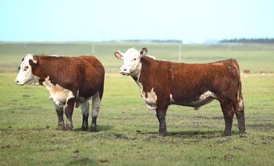 Lote 2 Toros PPI 2 años