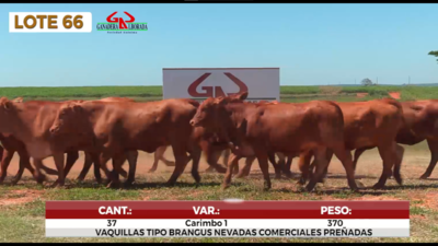 Lote LOTE 66