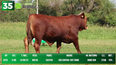 Lote LOTE 35