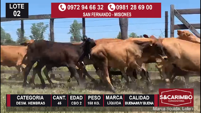 Lote 45 Desmamantes Hembras Cbo. 2