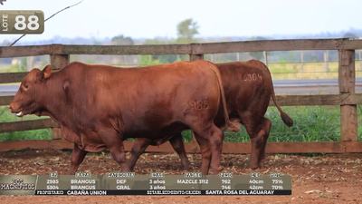 Lote LOTE 88