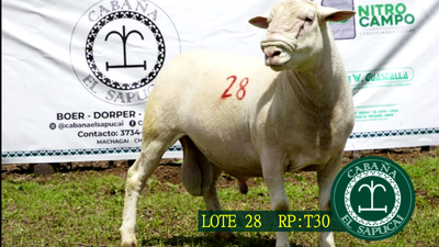 Lote RP T30