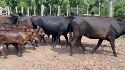 Lote 22 Piezas de cría Angus en Santa Lucia