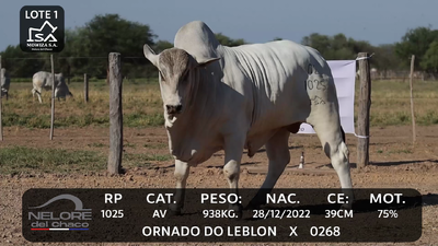 Lote LOTE 1