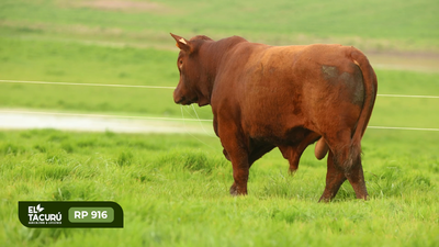 Lote Toros, Montevideo