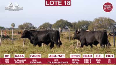 Lote Reproductores de Alborada - Lote 18