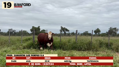 Lote LOTE 19