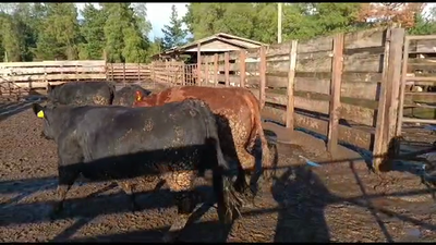 Lote 20 Vaquilla Gorda en Los Ángeles, VIII Región Biobío