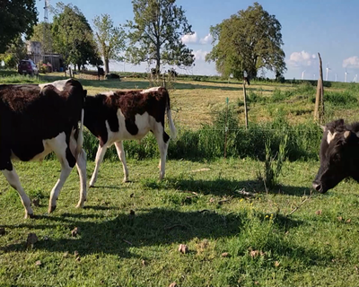 Lote (Vendido)12 Terneros 11 HO Y 1 KIWI 165kg - , Colonia